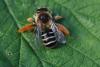 Dasypoda hirtipes